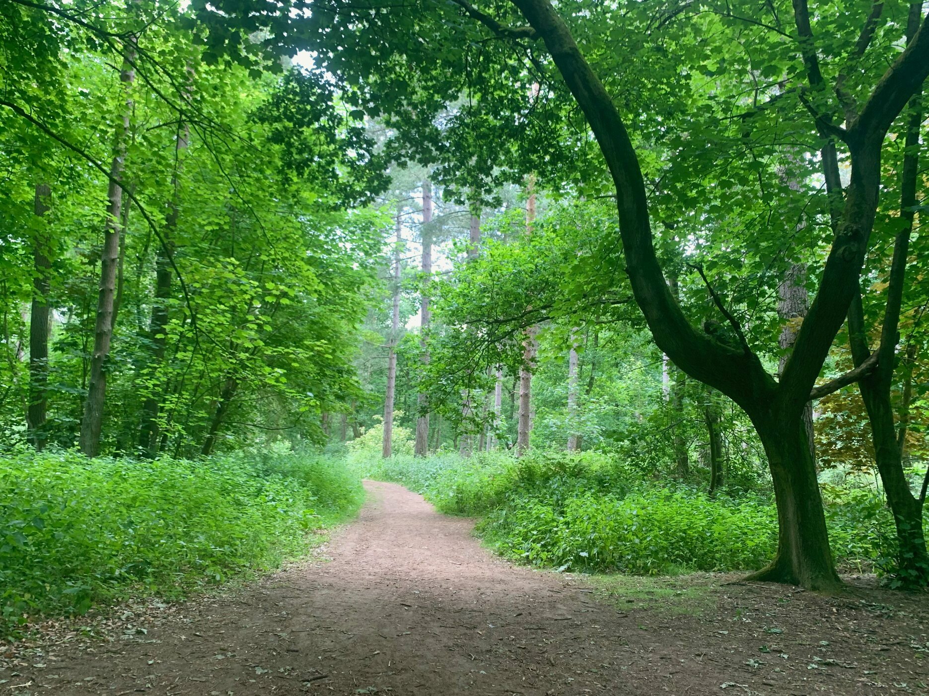 Oxfordshire walks - Badbury Hill — Local Walks