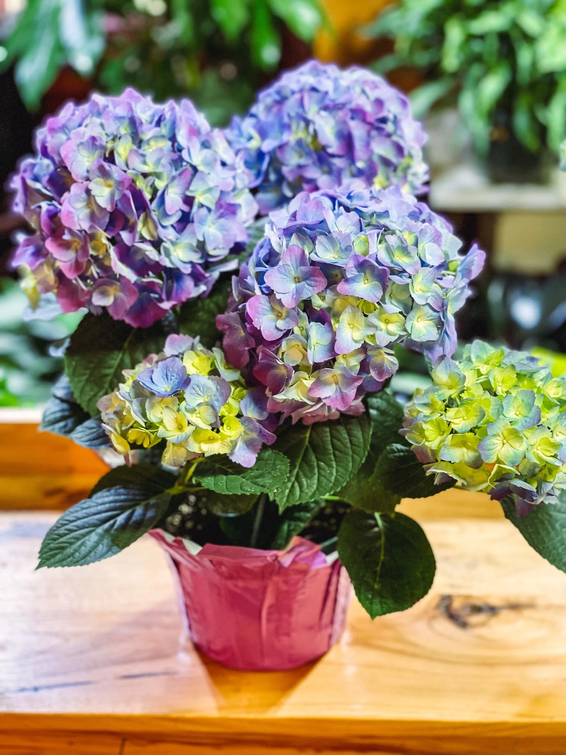 Hydrangea Plant