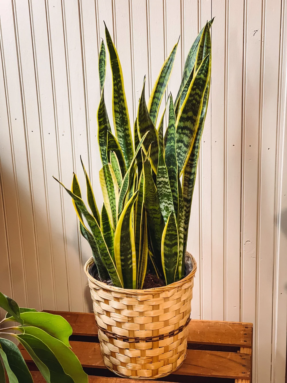 Snake Plant with Basket  Kelly's Flowers & Greenhouse