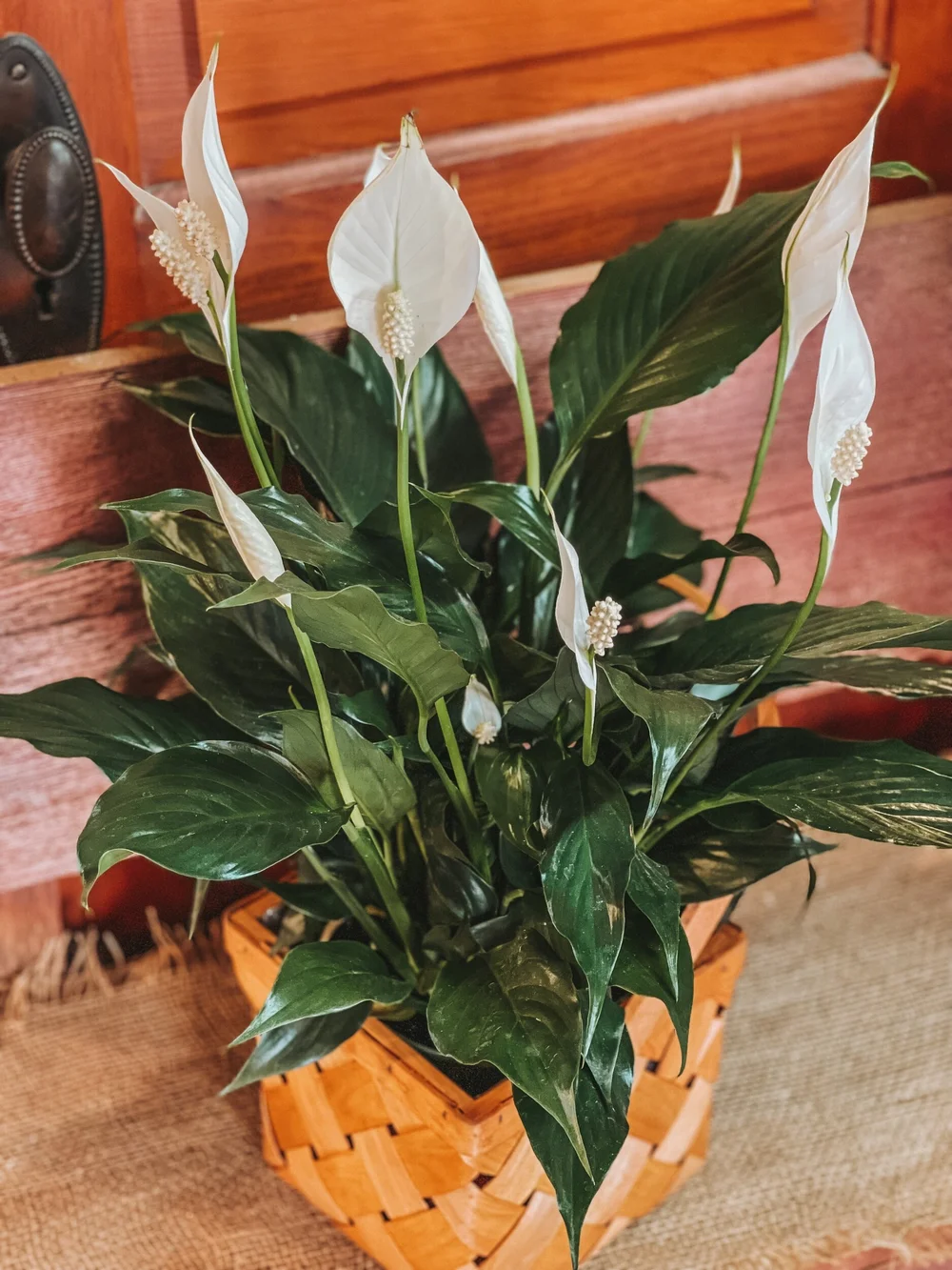 Peace Lily in Wood Chip Basket  Kelly's Flowers & Greenhouse