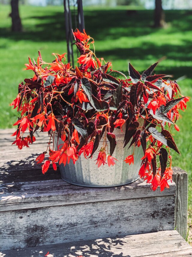 Bonefire Begonia Patio Pot