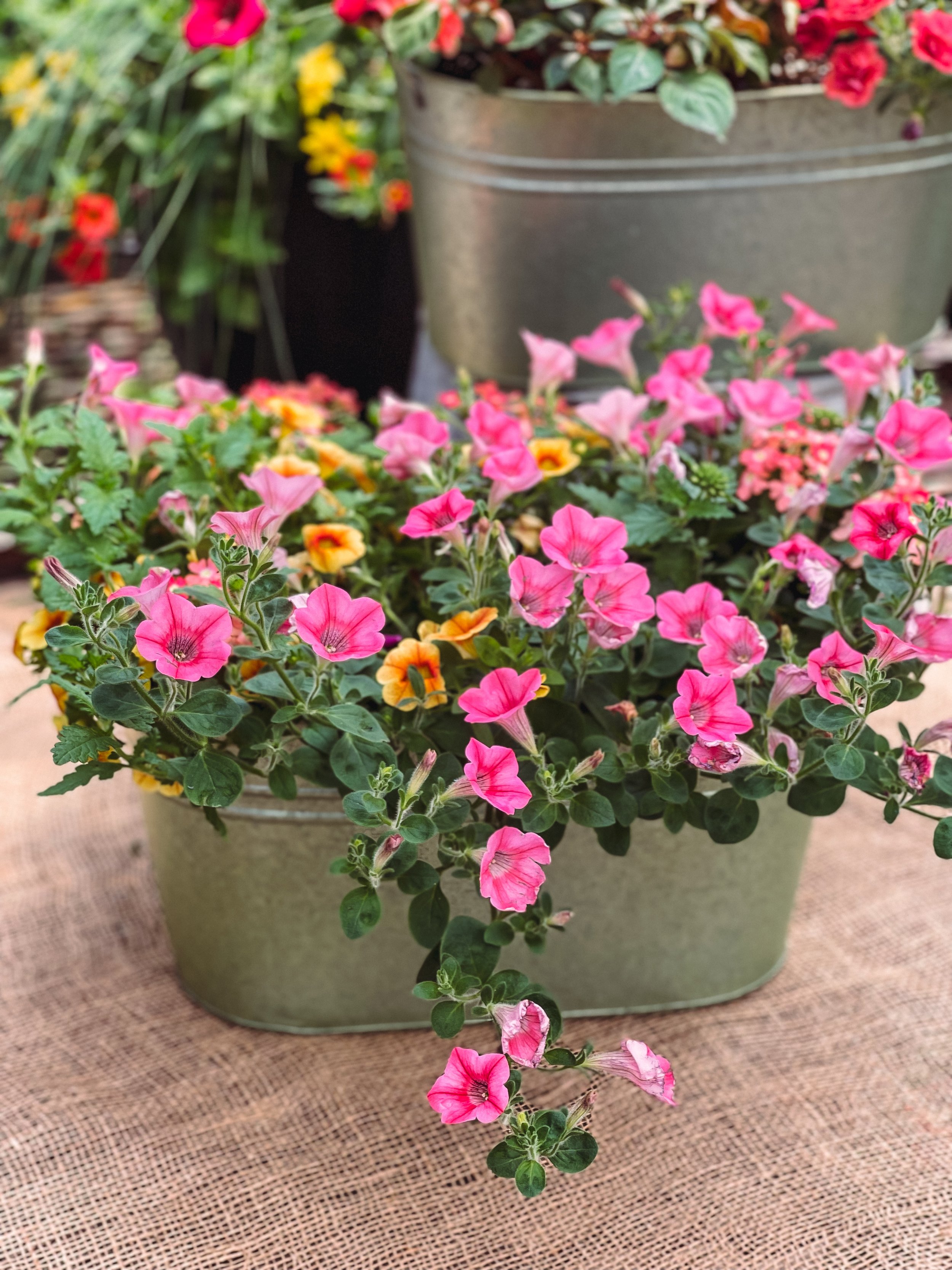 Sun Lover Patio Planter