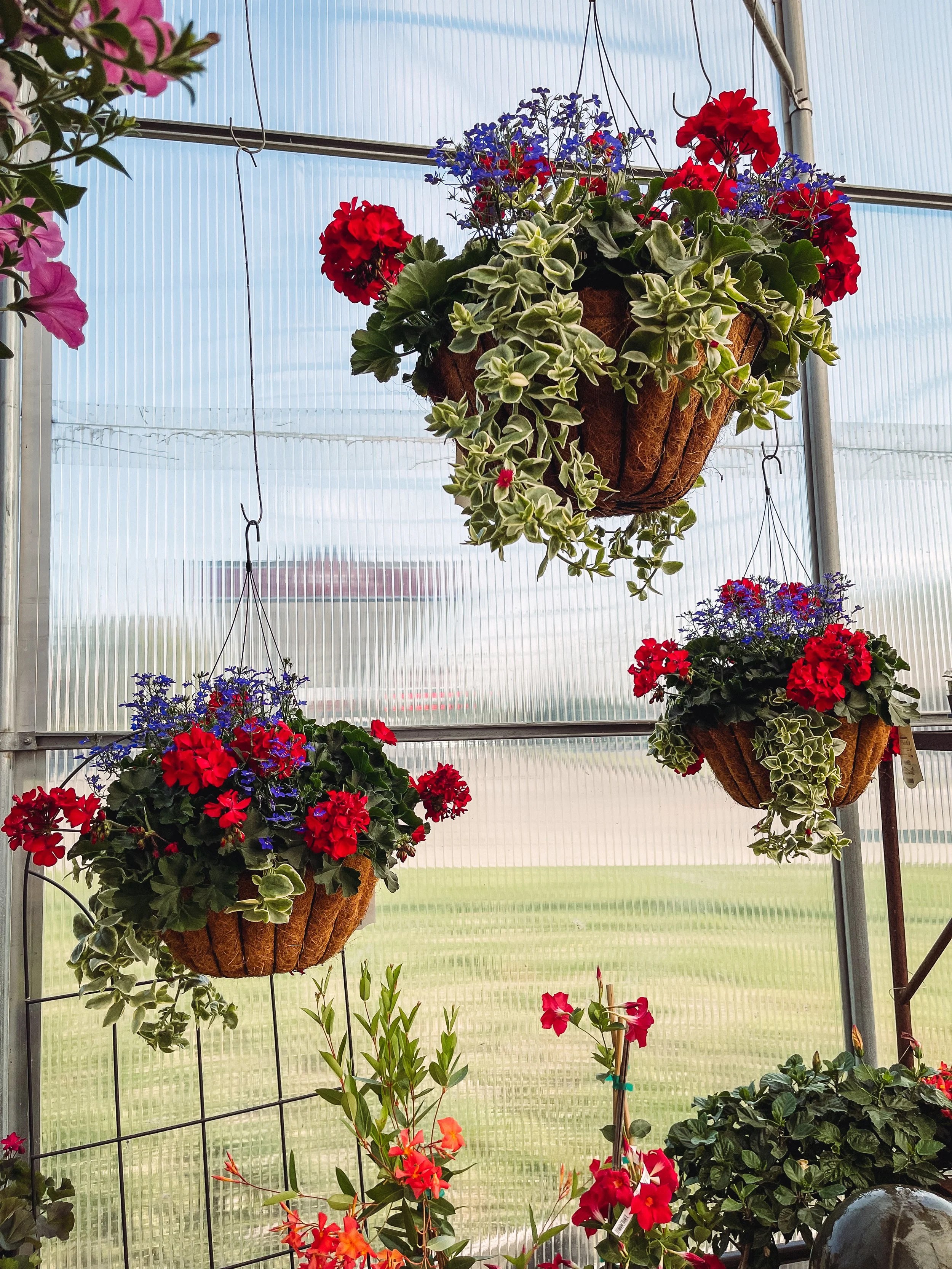 Geranium Hanging Basket