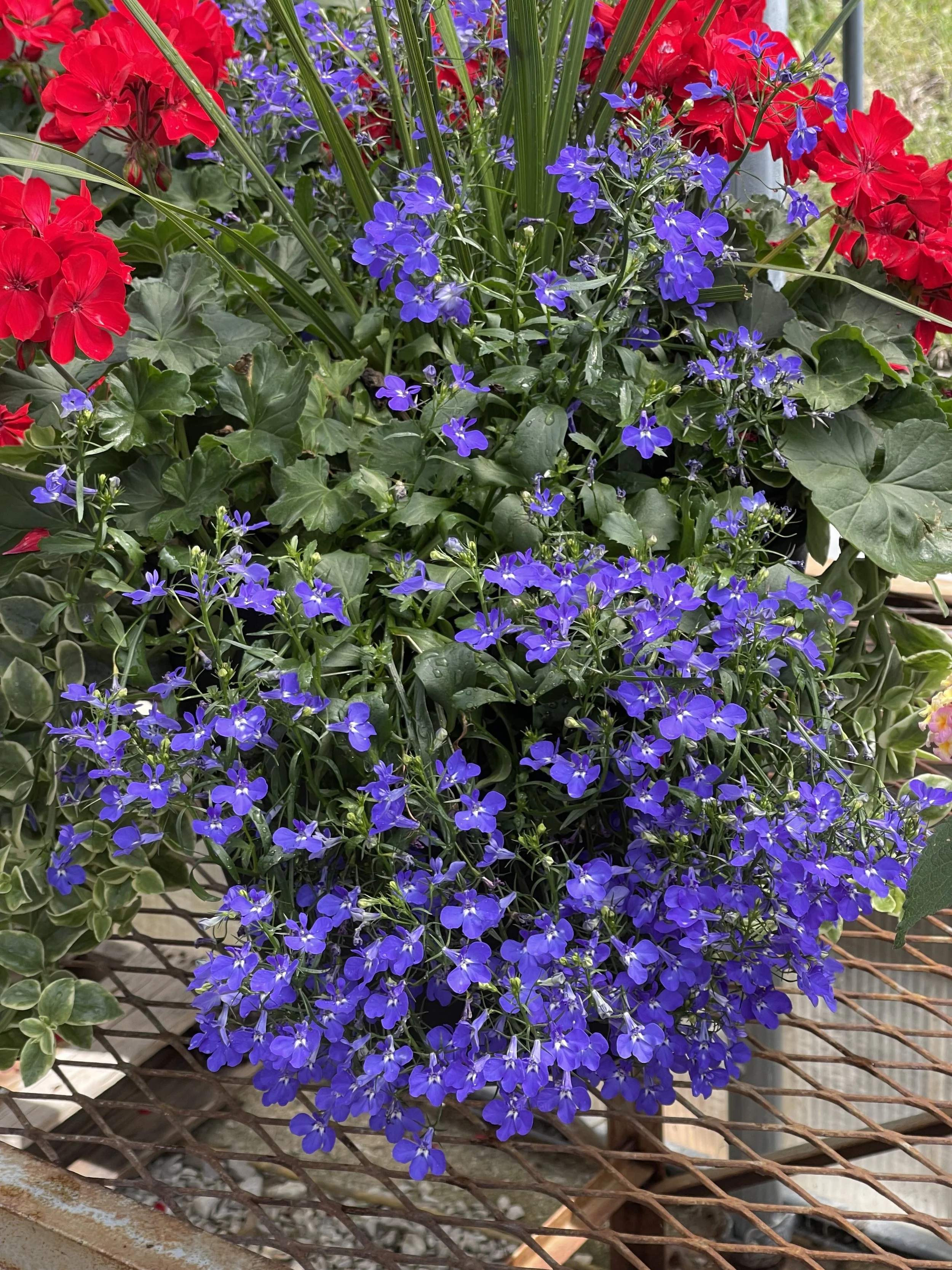 IMG_3927.jpeg