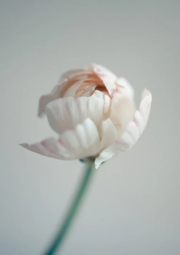 Butterfly Ranunculus Print-34.jpg