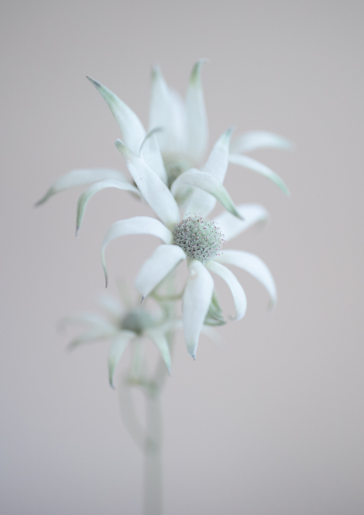 orchids on orchids-34.jpg