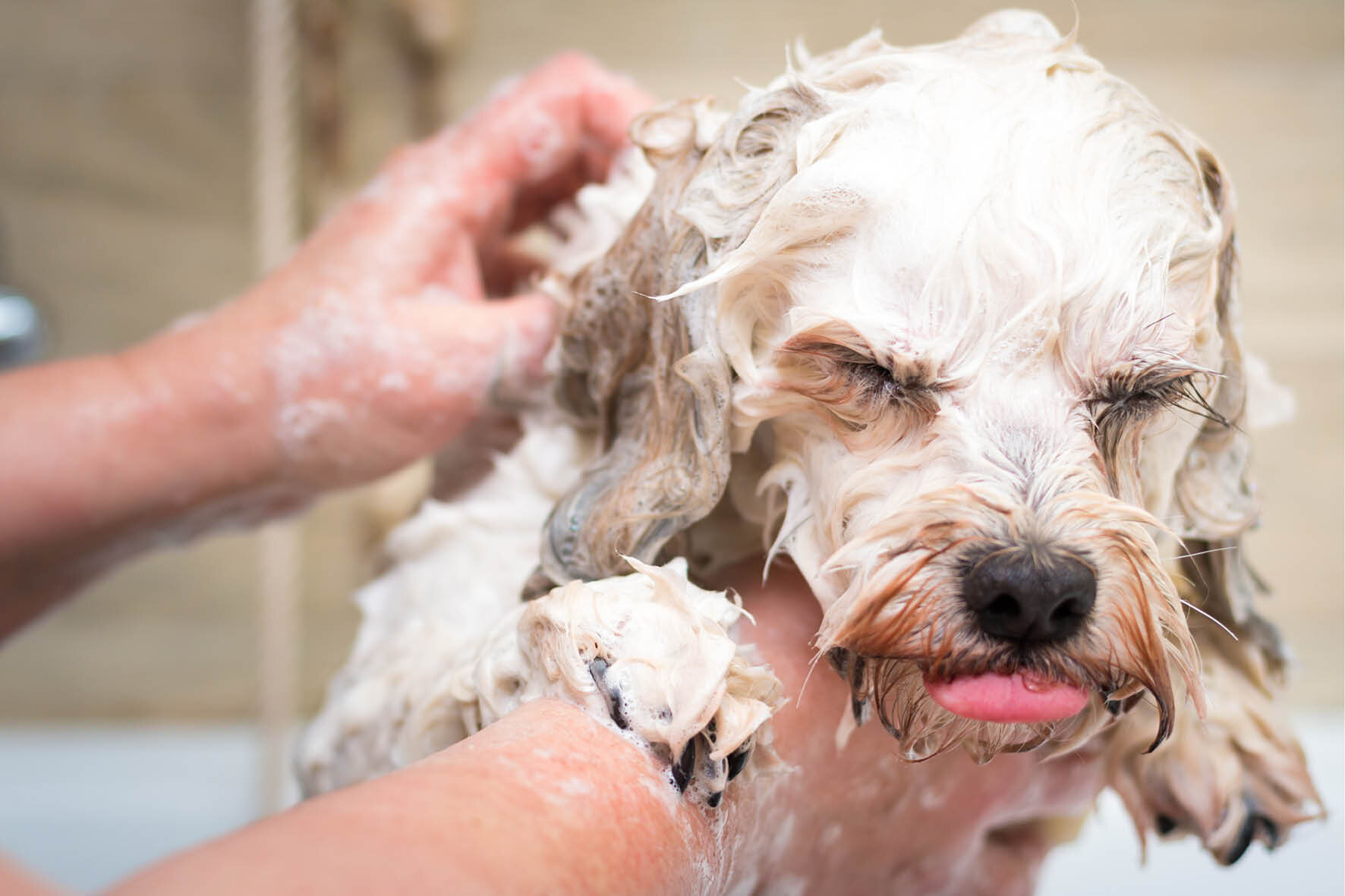 Можно мыть собаку человеческим шампунем. Купание собаки. Мытье собаки. Собака моется. Собаку моют.