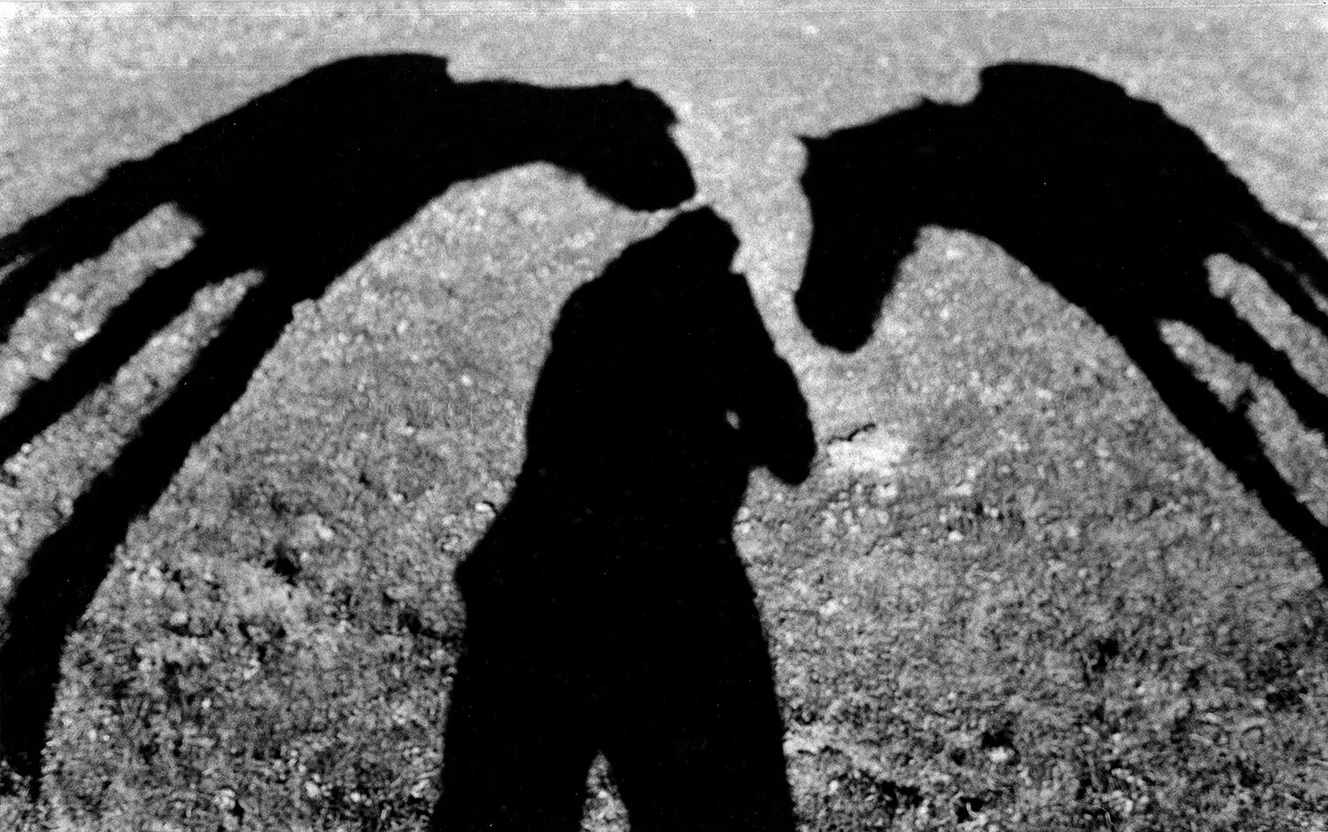 chevaux_ombre.jpg