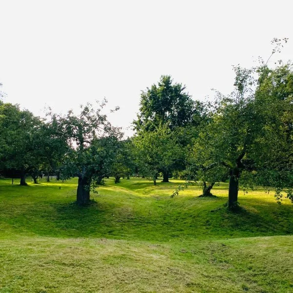 Innerlijke Reset - Dagretraite met Adem, Cacao &amp; Yoga Nidra, 20 juni in Nieuwe Niedorp&nbsp;