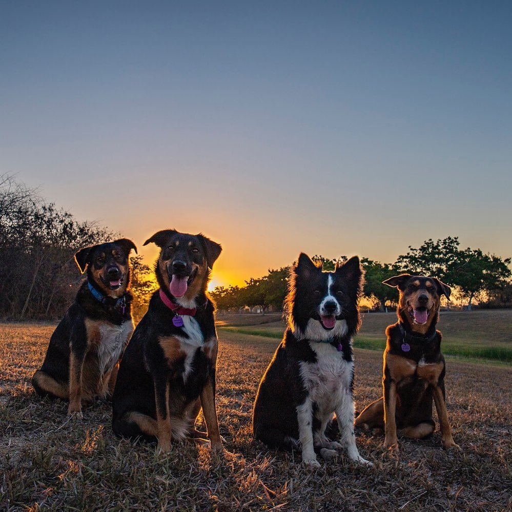 I can&rsquo;t believe I almost missed it&hellip; Happy national dog day! 🐶 Would you believe me if I said it took 900+ bad photos to get this one shot? Was so worth it! Look at how cute they are! 😍😍
.
.
.
#KyleBarneyphotography