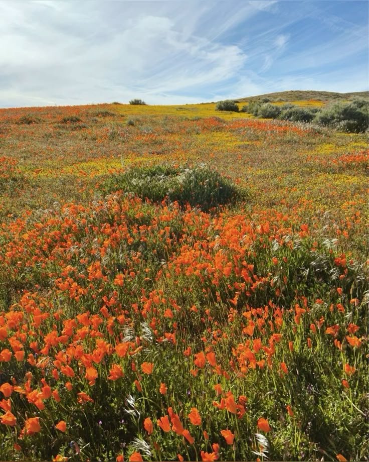 California poppies.jpeg