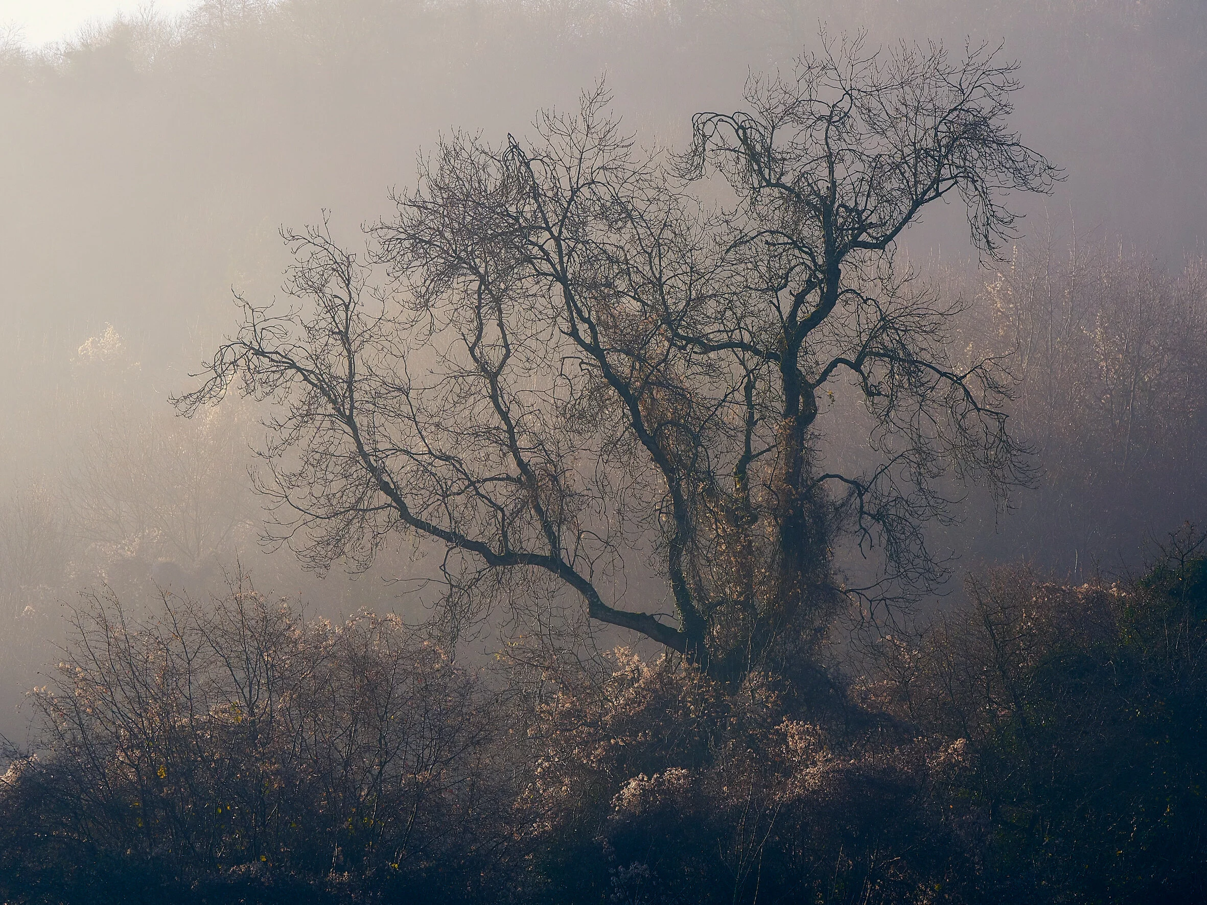 DSC_7968 5.jpg