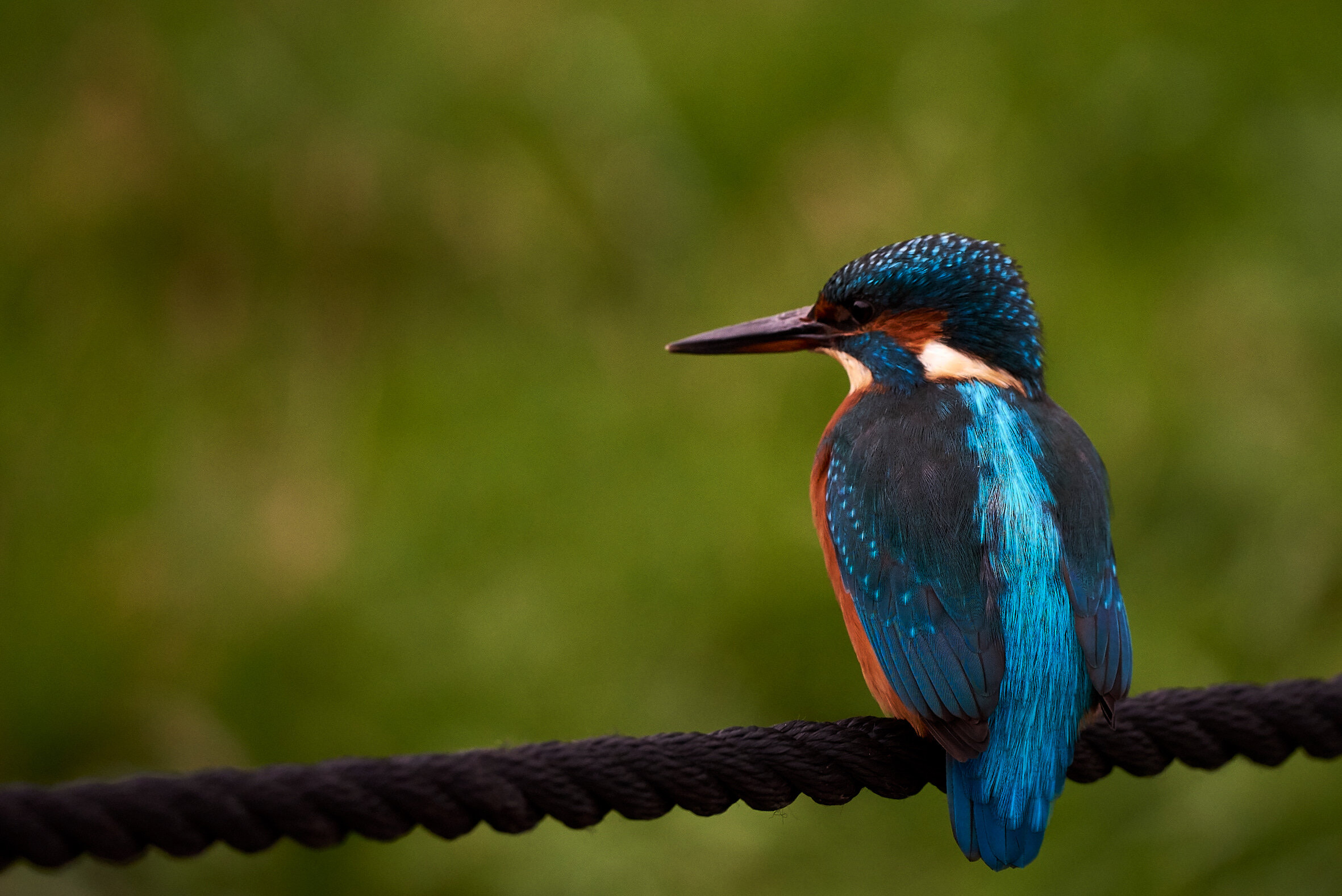 DSC_7331.jpg