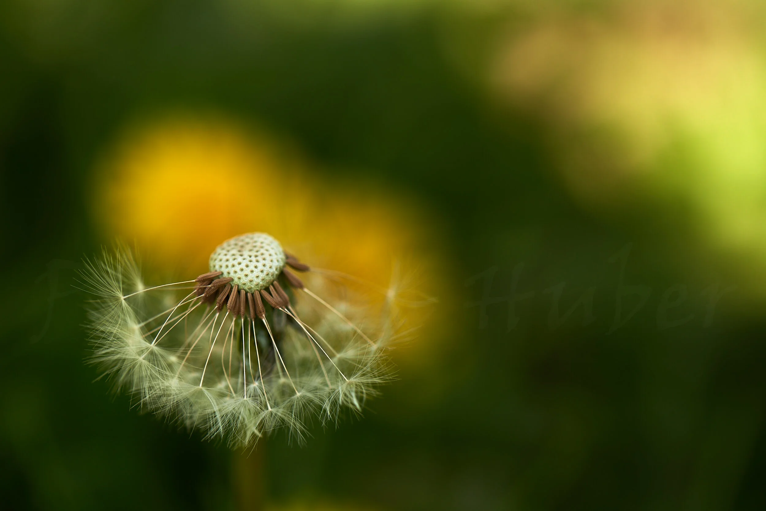 DSC_8974.jpg