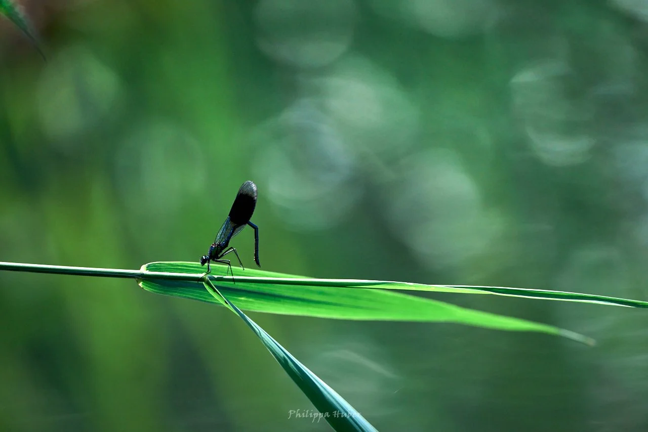 Damselfly - DSC_7499.jpg