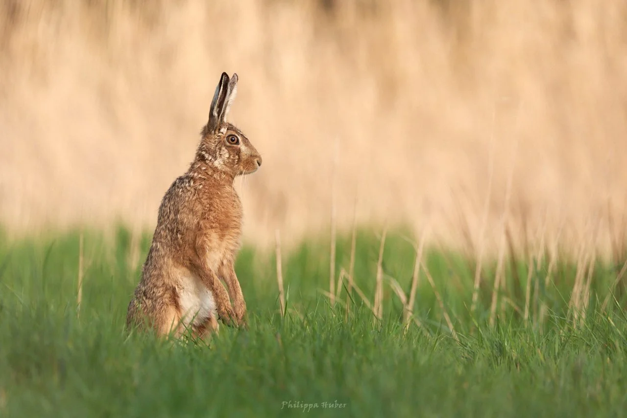 Spring+Hare+DSC_1551+.jpg