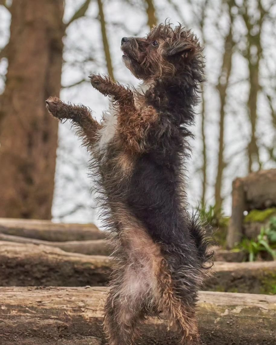 Patsy the Performer 🐾🤍🐾

These poses certainly caught me by surprise and is a great reminder that no Pet Portrait Session is ever the same 🐾🙂

#wiltshirepetphotography 
#petportraitsbyphilippa 
#petportraits
#wiltshirephotographer 
#wiltshirelif