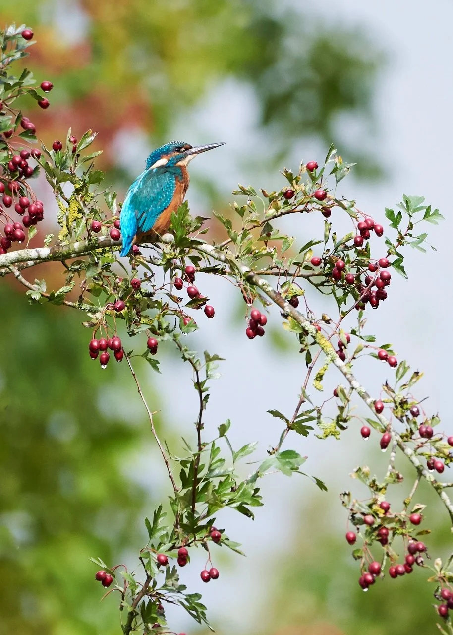 Kingfisher and Berries.jpg