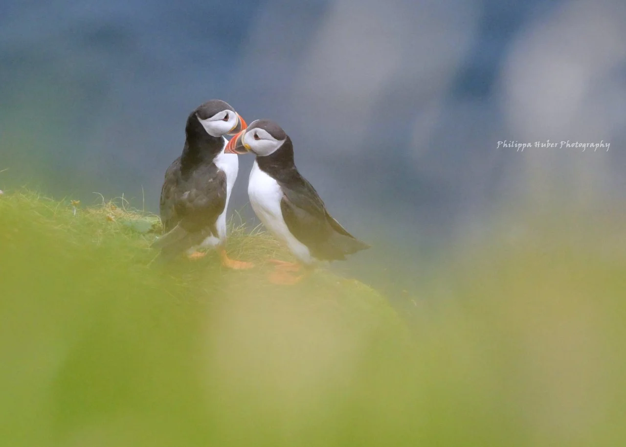 Dunnet Head July 2024 DSC_5494 .jpg