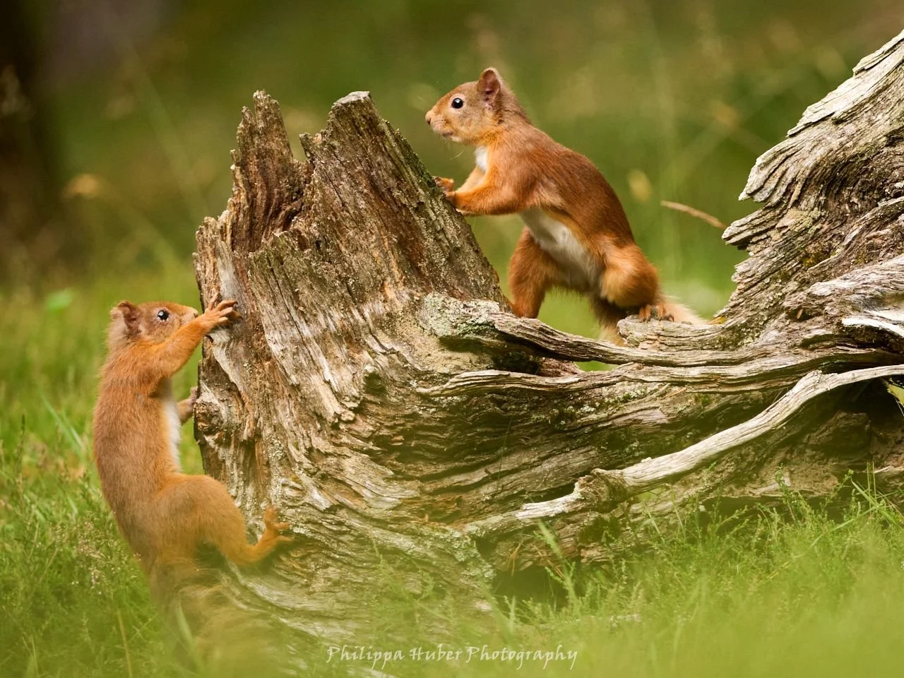 Red Squirrels July 2024 DSC_3042 .jpg