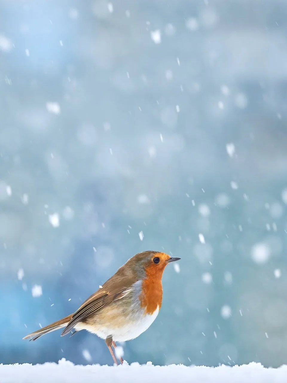 Robin in the Snow.jpg
