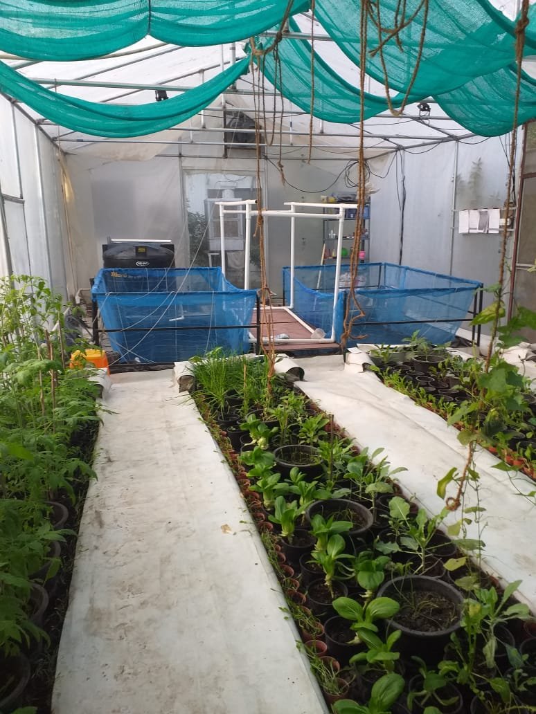 Aquaponic greenhouse set up by Peter Singh and Neeno Kaur in the garden of their daiughters home in Lucknow