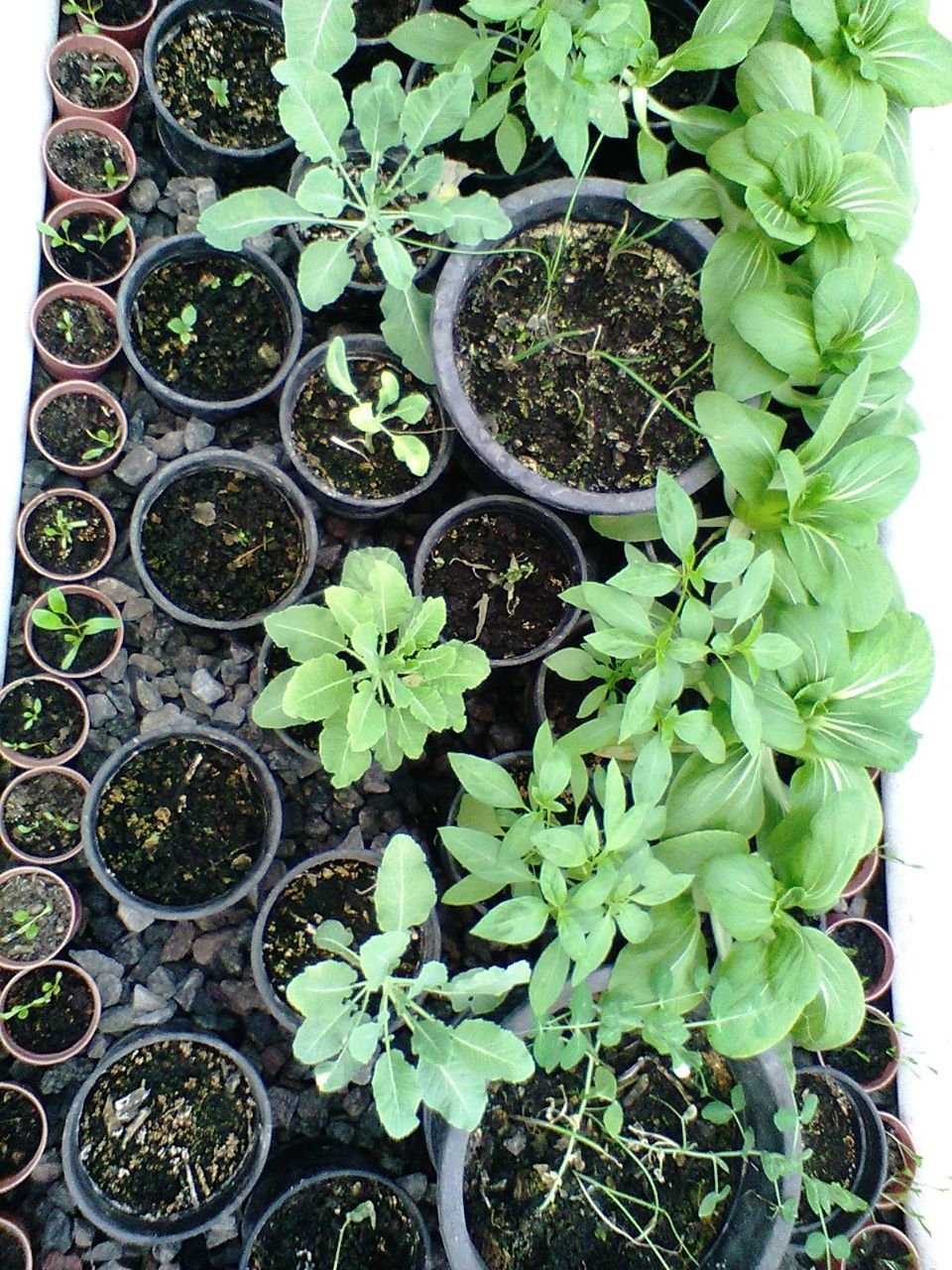 Vegetables in media beds in the aquaponic greenhouse set up by Peter Singh and Neeno Kaur in the garden of their daughters Lucknow home