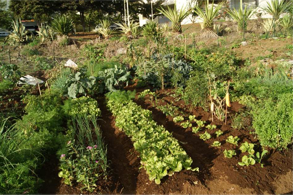Guide de la prévention des déchets par le jardinage au naturel à La Réunion