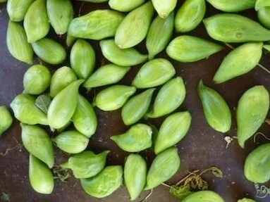 La margose de laine