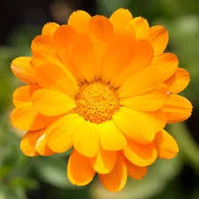 fleurs à boire et à manger : le souci
