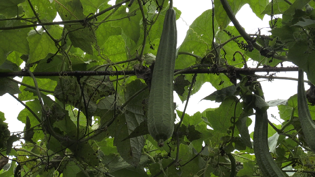 pipangaille