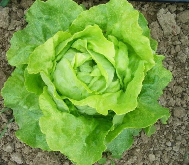 Planter et cultiver la salade