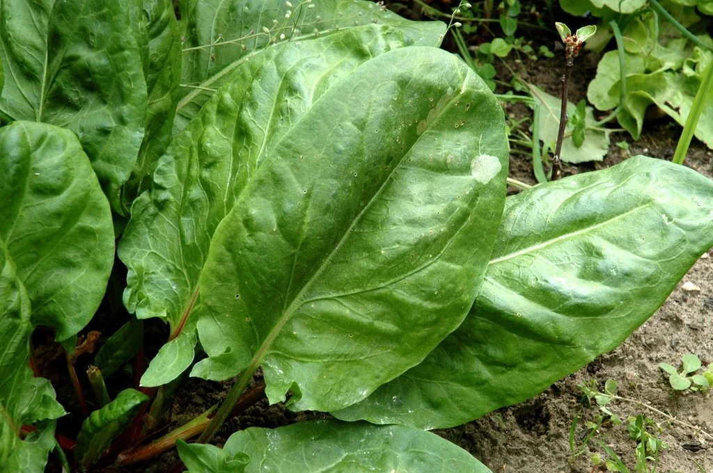 Planter et cultiver l'oseille