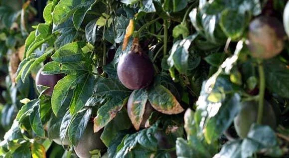 composition soubik semaine 50 - 2021