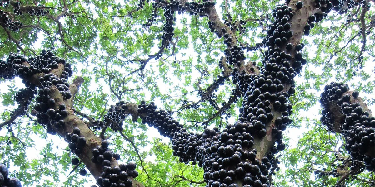 jaboticaba