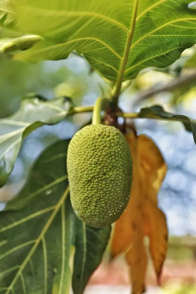 Planter et cultiver un fruit à pain