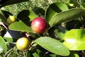 Planter et cultiver un prunier