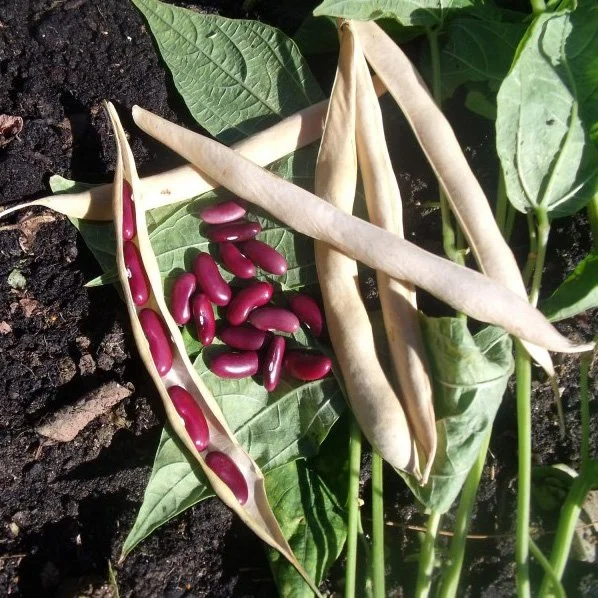 Planter et cultiver le haricot