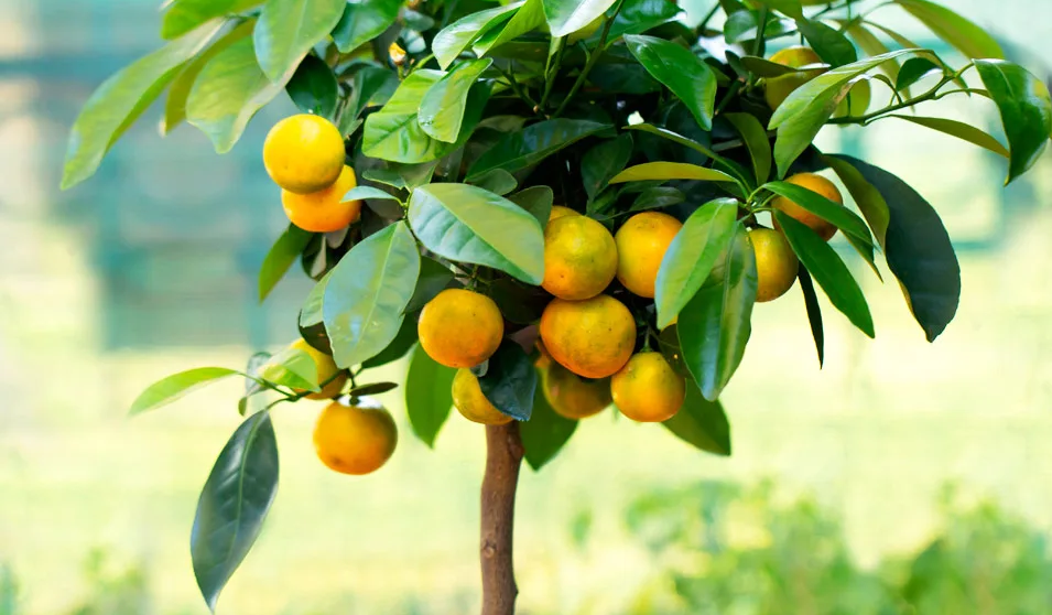 Planter et cultiver l'Orangine