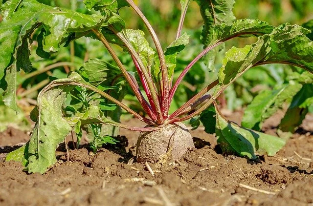 Planter et cultiver la betterave