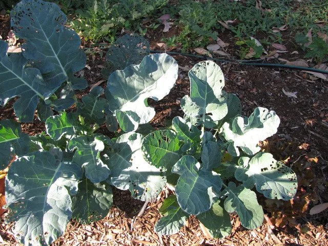 Planter et cultiver le brocoli