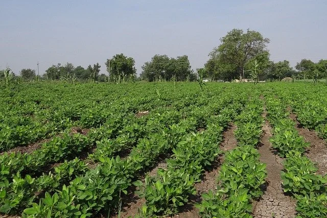 Planter et cultiver la cacahuète