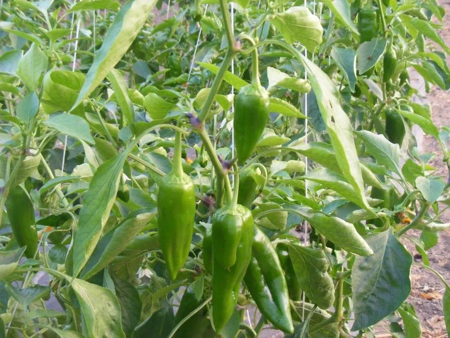 Planter et cultiver le gros piment