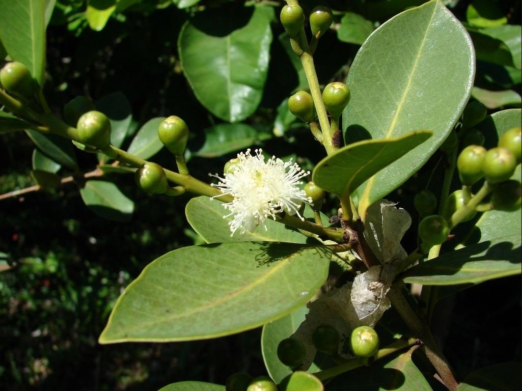 Planter et cultiver la goyave