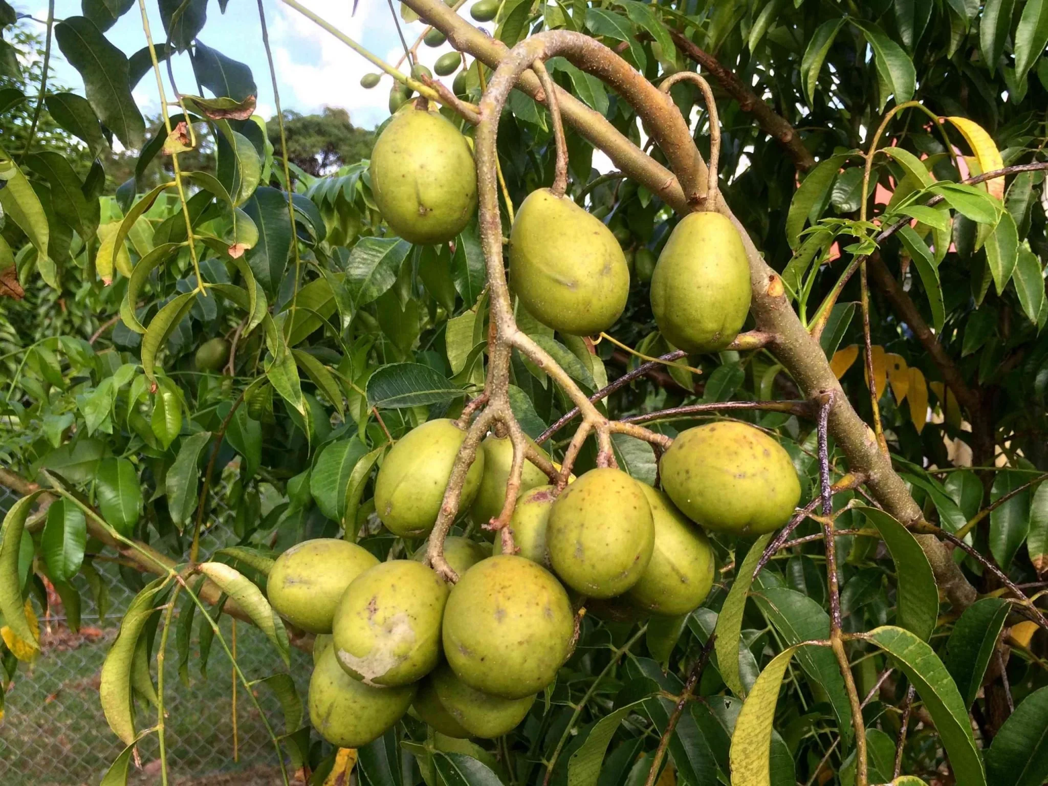 Composition Soubik - Semaine 15 2023