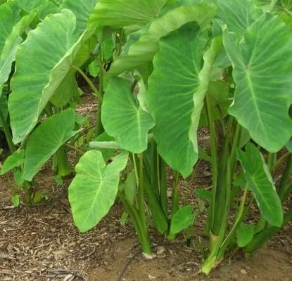 Planter et cultiver le Bois de Songe