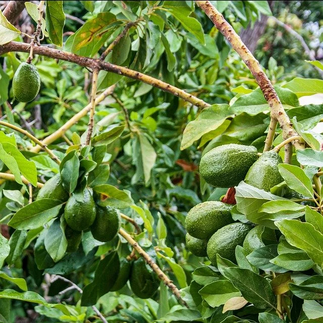 Planter et cultiver l'avocat