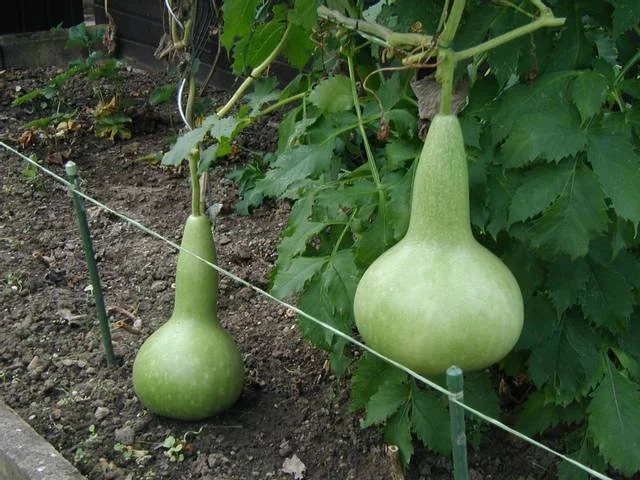 Planter et cultiver la calebasse