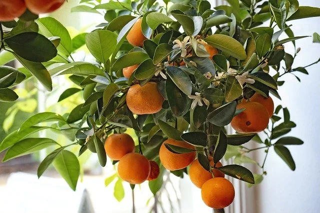 Planter et cultiver la clémentine