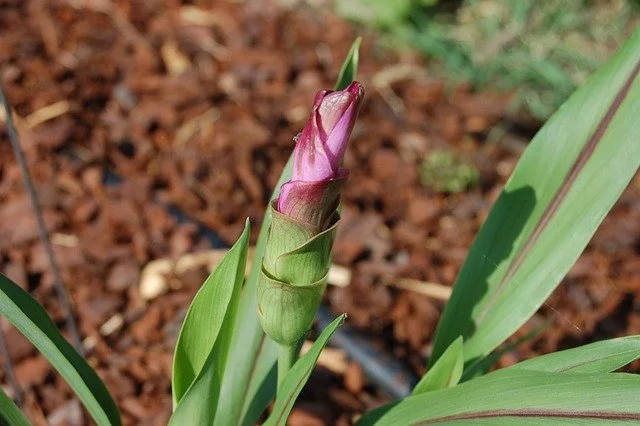 Planter et cultiver le curcuma